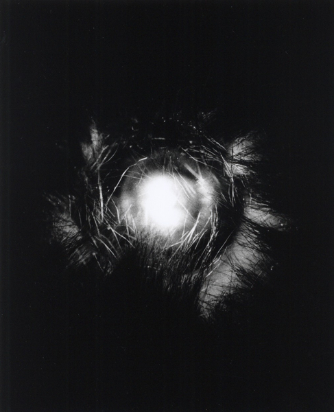 Marc Baruth "Cor", BW-Print, 13x16cm, 1997, Brauhaus-Fotografie Nr.6