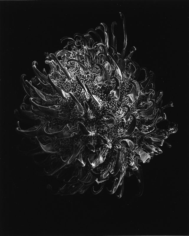 Claudia Faehrenkemper: "Seed", silver gelatine print, 36x45cm, 2001