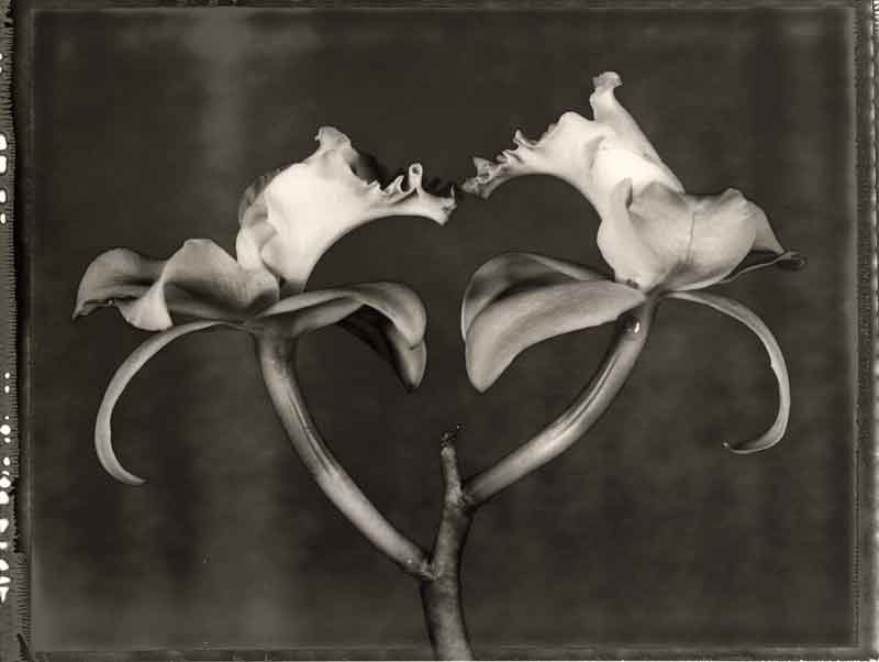 Frazier King: Cattleya (Neg. No.31), form the Orchidaceae Portfolio, toned silver gelatine print, 2003, 45,8x35,4cm, edition 20