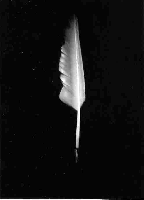 Schaefer Stefan, from the series "ecriture" (feather), silver gelatin print, 2005, 8,5x11,5cm, edition 4