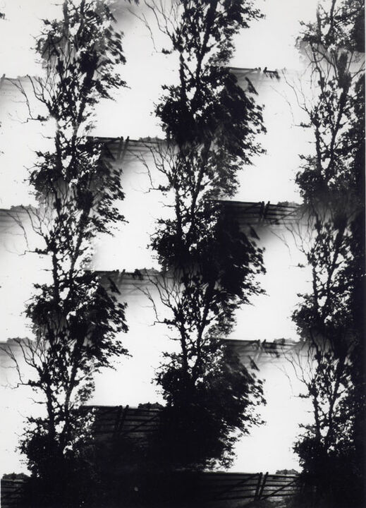 Thomas Kellner: Dying Nature No. 9, 1994, SW-Fotografie, 16,4 x 23,5 cm / 6,4" x 9,2", Auflage 10+3