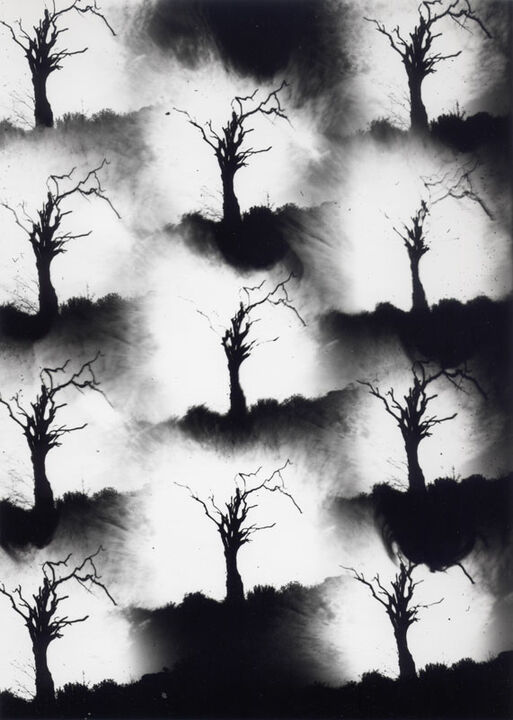 Thomas Kellner: Dying Nature No. 7, 1994, SW-Fotografie, 16,4 x 23,5 cm / 6,4" x 9,2", Auflage 10+3