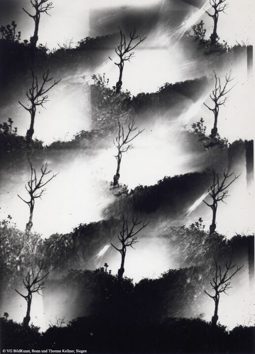 Thomas Kellner: Dying Nature No. 2, 1994, BW-Print, 16,4 x 23,5 cm / 6,4" x 9,2", edition 10+3