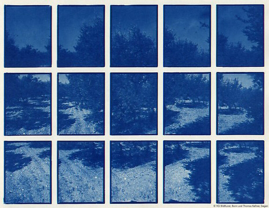 01#01 La Nature Provencale, Olive Garden 1, 1997, Cyantoypie, 24,5 x 18,7cm, 3/10+3