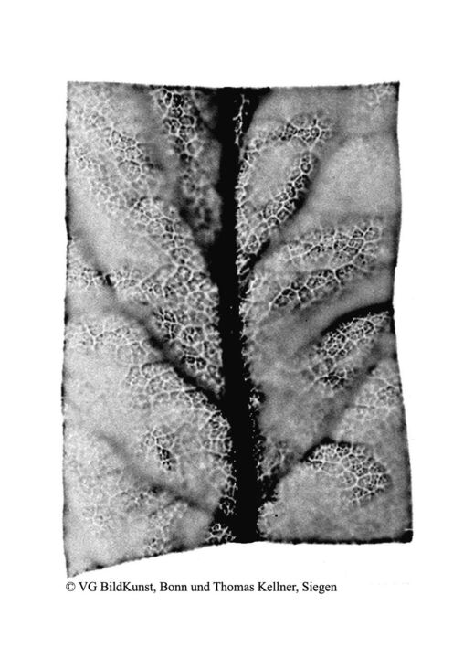Thomas Kellner: mespilus germanica, 2002, BW-Print