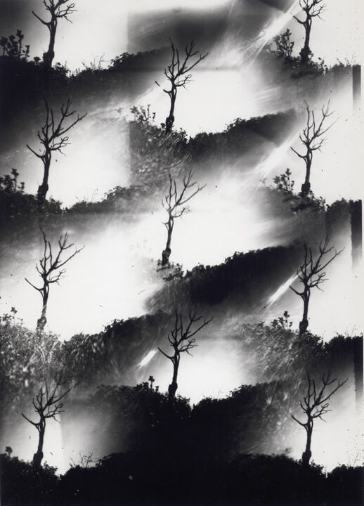 Thomas Kellner: Dying Nature No. 2, 1994, SW-Fotografie, 16,4 x 23,5 cm / 6,4" x 9,2", Auflage 10+3