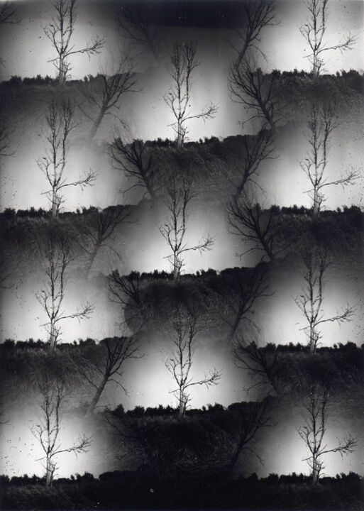Thomas Kellner: Dying Nature No. 6, 1994, SW-Fotografie, 16,4 x 23,5 cm / 6,4" x 9,2", Auflage 10+3