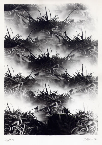 Aloe, 1993, BW-Print, 16,4 x 23,5 cm / 6,4"x9,2", edition 20+3