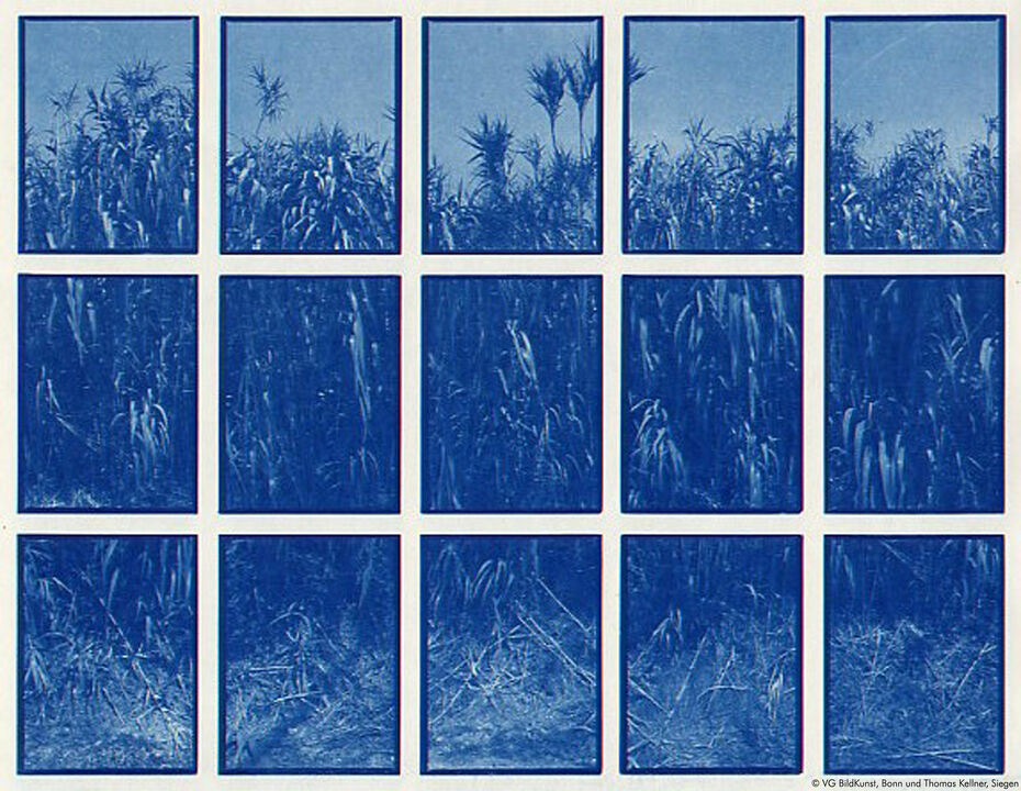 01#08 Bamboo, 1997, Cyantoypie, 24,5 x 18,7cm, 3/10+3