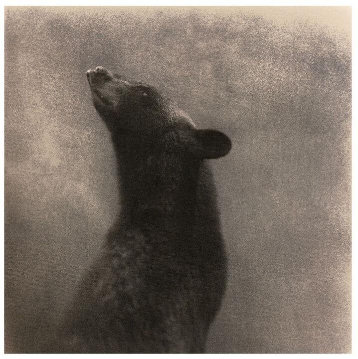 Thomas Brummett: Bear # 1, Epson Pigmentdruck, 14 x 14 Zoll, 2009