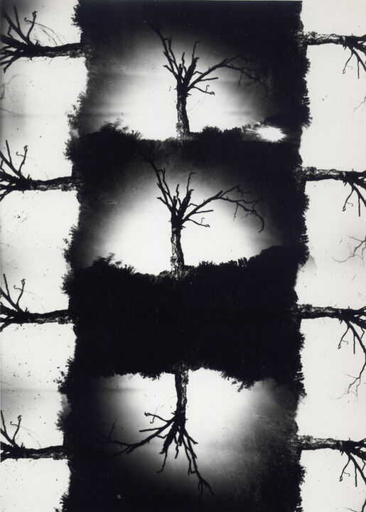 Thomas Kellner: Dying Nature No. 10, 1994, SW-Fotografie, 16,4 x 23,5 cm / 6,4" x 9,2", Auflage 10+3