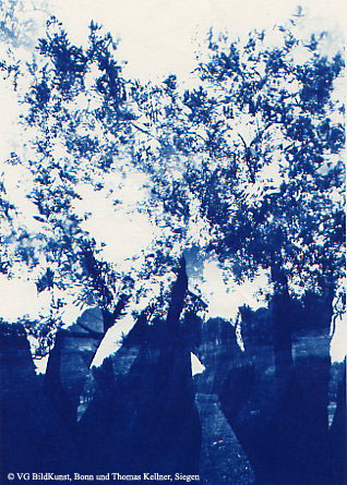 Thomas Kellner: Les oliviers de Eygalierès I, 1997, Cyanotype, 16,4x23,5 cm/6,4"x9,2", edition 10+3