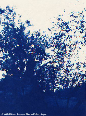 Thomas Kellner: Les oliviers de Eygalierès II, 1997, Cyanotype, 16,4x23,5 cm/6,4"x9,2", edition 10+3