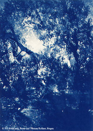 Thomas Kellner: Les oliviers de Eygalierès IV, 1997, Cyanotype, 16,4x23,5 cm/6,4"x9,2", edition 10+3