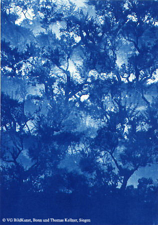 Thomas Kellner: Les oliviers de Eygalierès V, 1997, Cyanotype, 16,4x23,5 cm/6,4"x9,2", edition 10+3