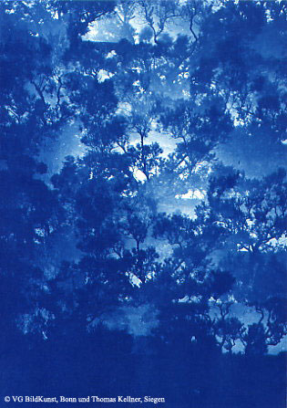 Thomas Kellner: Les oliviers de Eygalierès VI, 1997, Cyanotype, 16,4x23,5 cm/6,4"x9,2", edition 10+3