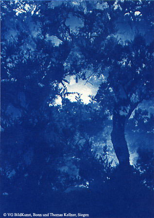 Thomas Kellner: Les oliviers de Eygalierès VII, 1997, Cyanotype, 16,4x23,5 cm/6,4"x9,2", edition 10+3