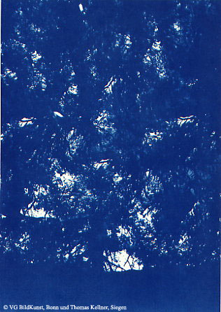 Thomas Kellner: Pinetrees 02, 1997, Cyanotypie, 16,4x23,5 cm/6,4"x9,2", 10+3