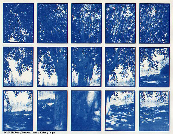 Thomas Kellner: 01#06 Platane, 1997, Cyantoype, 24,5x18,7cm/9,5"x7,3", edition 10+3