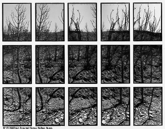 Thomas Kellner: 09#10 La Nature Provencale III, 1998, BW-Print, 24,5x18,7 cm/9,5"x7,3", edition 10+3